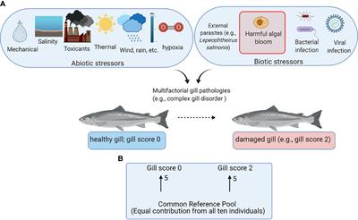 Gill and Liver Transcript Expression Changes Associated With Gill Damage in Atlantic Salmon (Salmo salar)